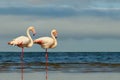 Wild african birds. Two birds of pink flamingos  walking around the blue lagoon on a sunny day Royalty Free Stock Photo