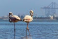 Wild african birds. Two birds of african flamingos walking around the blue lagoon on a sunny day Royalty Free Stock Photo