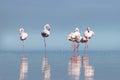 Wild african birds. Two birds of pink african flamingos walking around the blue lagoon on a day Royalty Free Stock Photo
