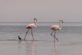 Wild african birds. Two birds of pink african flamingos  walking around the blue lagoon on a sunny day Royalty Free Stock Photo