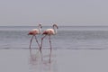 Wild african birds. Two birds of pink african flamingos walking around the blue lagoon Royalty Free Stock Photo