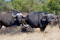 Wild African buffalo bull Royalty Free Stock Photo