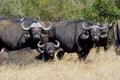 Wild African buffalo bull Royalty Free Stock Photo