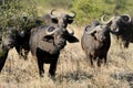 Wild African buffalo bull Royalty Free Stock Photo