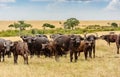 Wild African Buffalo Bull in Kenya, Africa Royalty Free Stock Photo