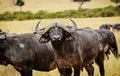 Wild African Buffalo Bull in Kenya, Africa Royalty Free Stock Photo