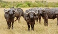 Wild African Buffalo Bull in Kenya, Africa Royalty Free Stock Photo