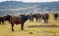 Wild African Buffalo Bull in Kenya, Africa Royalty Free Stock Photo