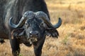 Wild African buffalo bull Royalty Free Stock Photo