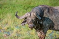 Wild African Buffalo bull wit one broken horn, Kenya Royalty Free Stock Photo