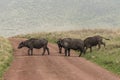 Wild african buffalos Royalty Free Stock Photo