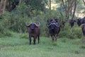 Wild African Buffalos. Kenya, Africa Royalty Free Stock Photo