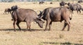 Wild African Buffalos. Kenya, Africa Royalty Free Stock Photo