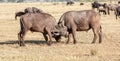 Wild African Buffalos. Kenya, Africa Royalty Free Stock Photo