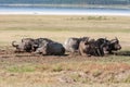 Wild African Buffalos. Kenya, Africa Royalty Free Stock Photo