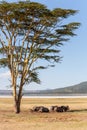 Wild African Buffalos. Kenya, Africa Royalty Free Stock Photo