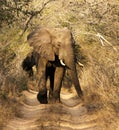 Wild African Bull Elephant Royalty Free Stock Photo