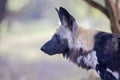 A wild African cape/painted hunting dog