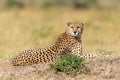 Wild african cheetah Royalty Free Stock Photo