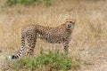 Wild african cheetah Royalty Free Stock Photo