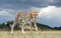 Wild african cheetah, beautiful mammal animal Royalty Free Stock Photo