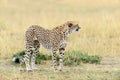 Wild african cheetah Royalty Free Stock Photo