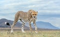 Wild african cheetah, beautiful mammal animal