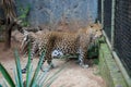 Wild african cheetah, guepard in a zoo cage
