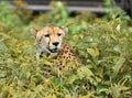 Wild african cheetah hiding with prey in the bushes Royalty Free Stock Photo