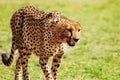 Wild African cheetah after hunting and feasting Royalty Free Stock Photo