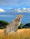 Wild african cheetah on Kilimanjaro mount background. National park of Kenya Royalty Free Stock Photo