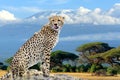 Wild african cheetah on Kilimanjaro mount background Royalty Free Stock Photo