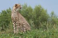 Wild african cheetah portrait, beautiful mammal animal Royalty Free Stock Photo