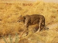 A wild african cheetah walking Royalty Free Stock Photo