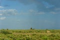 Wild African cheetah walking and looking for prey in the jungle Royalty Free Stock Photo