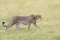 Wild African cheetah walking and looking for prey in the jungle Royalty Free Stock Photo