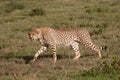 Wild African cheetah walking and looking for prey in the jungle Royalty Free Stock Photo