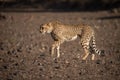 Wild African cheetah walking and looking for prey in the jungle Royalty Free Stock Photo