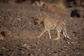 Wild African cheetah walking and looking for prey in the jungle Royalty Free Stock Photo