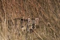 Wild African Civet in Grass, Night Royalty Free Stock Photo