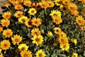 Wild African Daisy, Osteospermum, Mesa, Arizona, Maricopa County