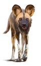 Wild African dog. Watercolor drawing Royalty Free Stock Photo