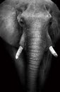 Wild African Elephant (Artistic Edit) Royalty Free Stock Photo