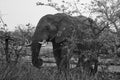 Wild African elephant in bush