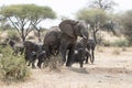 Wild African elephant with its children