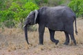 Wild African elephant in a natural environment Royalty Free Stock Photo