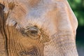 Wild African Elephant Portrait Royalty Free Stock Photo