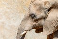 Wild African Elephant Portrait Royalty Free Stock Photo