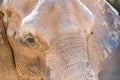 Wild African Elephant Portrait Royalty Free Stock Photo