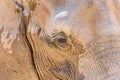 Wild African Elephant Portrait Royalty Free Stock Photo